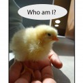 Name that Chicken!