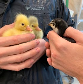 New Chicks (and Goslings) on the Block