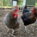 Humane Chicken Harvesting Workshop – March 14